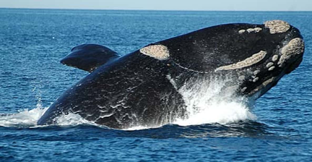 Whale Watching from Peninsula Valdes Full-Day Nature Tour