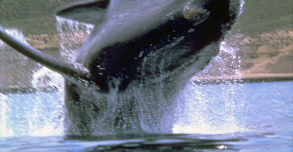 Whale Watching from Peninsula Valdes Full-Day Nature Tour