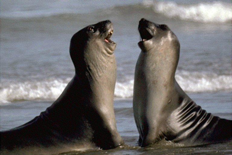 Valdes Peninsula: Full Day with Whale Watching Full Day Peninsula Valdes with Whale Watching