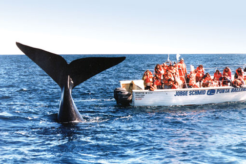 Valdes Peninsula: Full Day with Whale Watching Full Day Peninsula Valdes with Whale Watching
