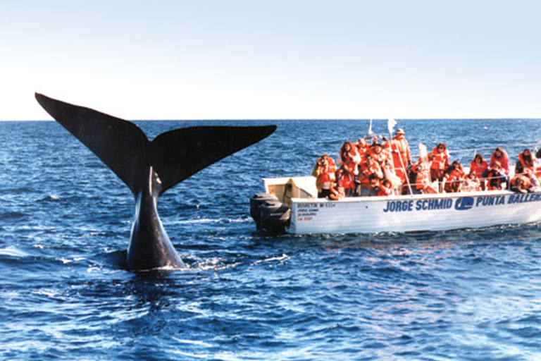 Valdes Peninsula: Full Day with Whale Watching Full Day Peninsula Valdes with Whale Watching