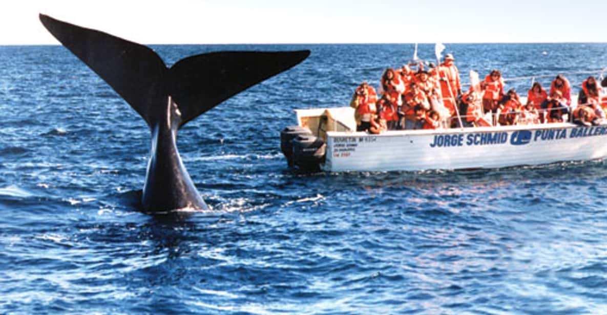 Whale Watching from Peninsula Valdes Full-Day Nature Tour