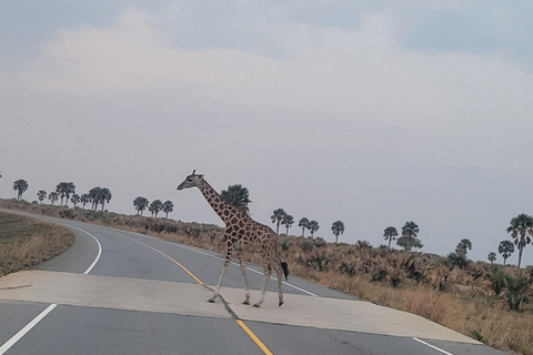 From Kampala: 2-Day Murchison Falls National Park Vacation