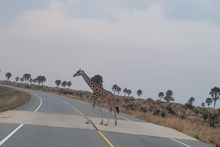 From Kampala: 2-Day Murchison Falls National Park Vacation