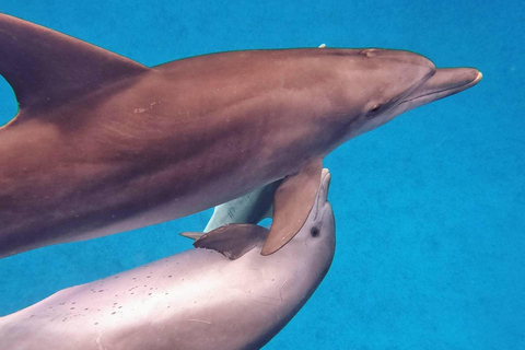 Tour dei delfini e nuoto con le tartarughe marine e grotta di Kuza