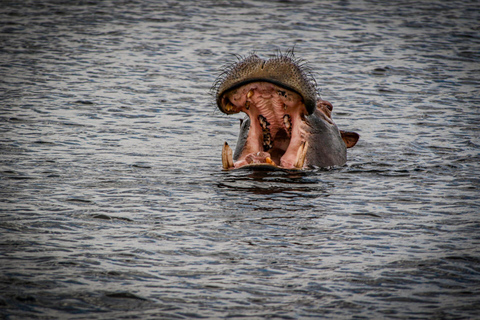 Victoria Falls: Chobe National Park Safari & Dinner Show