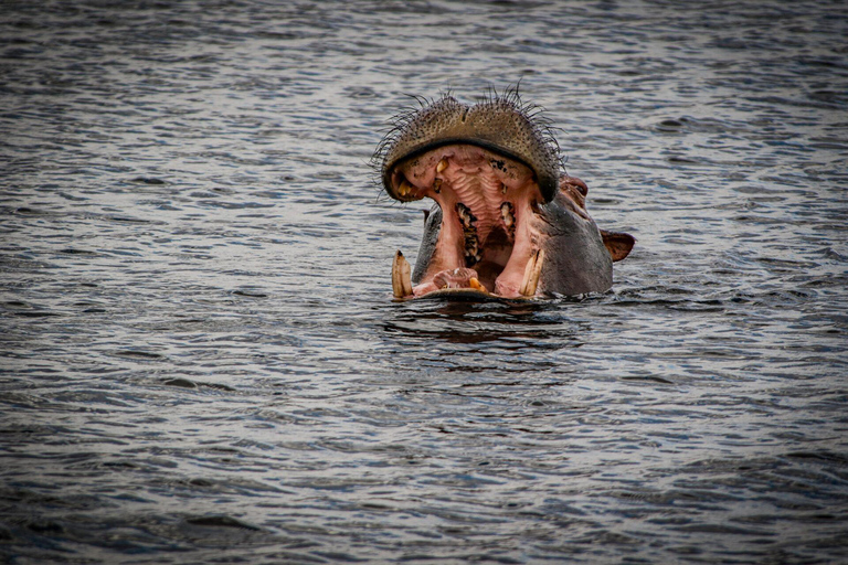 Victoria Falls: Chobe National Park Safari & Dinner Show