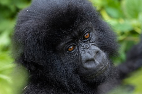 From Kigali: Gorilla Trekking in Rwanda & Diana Fossey Tour
