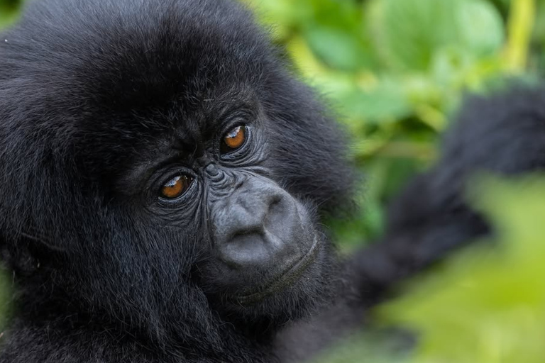 From Kigali: Gorilla Trekking in Rwanda & Diana Fossey Tour