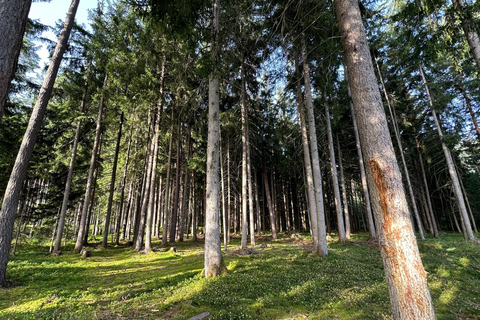 La forêt comme salle d&#039;évasion pour toute la famille