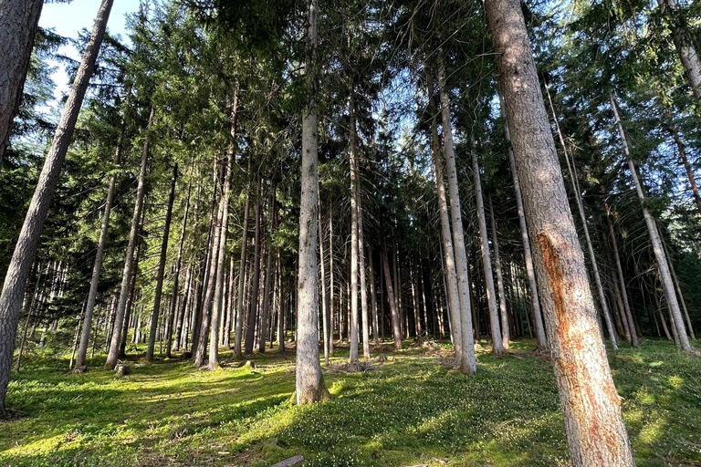 La forêt comme salle d&#039;évasion pour toute la famille