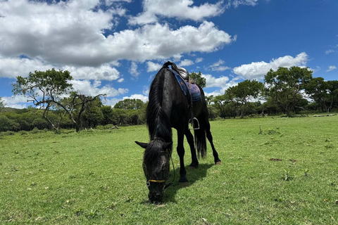 Magaliesberg Horseback Wildlife Safari From Johannesburg