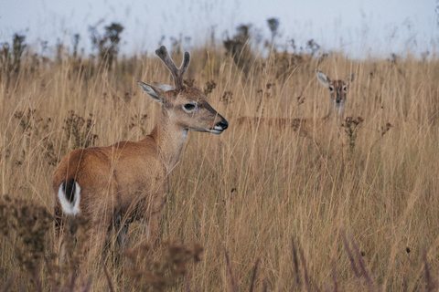 From São Paulo: 5-Day Serra da Canastra Wildlife Safari