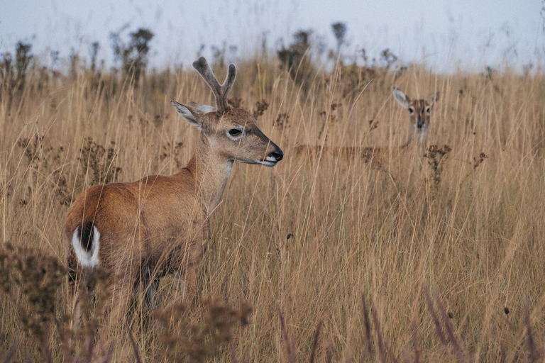 From São Paulo: 5-Day Serra da Canastra Wildlife Safari