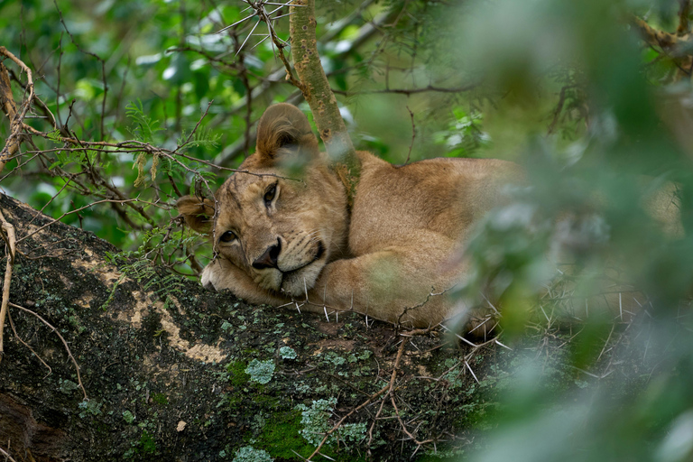 Lake Manyara Day TripPrivate Lake Manyara day trip