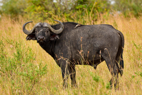 Safari de luxe de 4 jours au Masai Mara et au lac Nakuru
