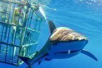 オアフ、ノースショアのサメケージダイビング - Housity