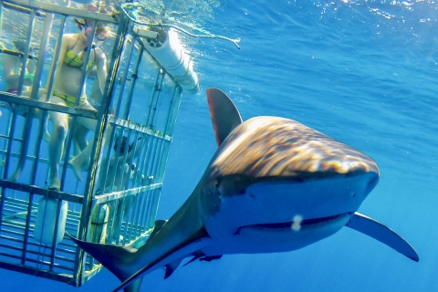 Oahu: 2 h de buceo con tiburones en la costa norte2 H de buceo con tiburones en Oahu (en jaula)