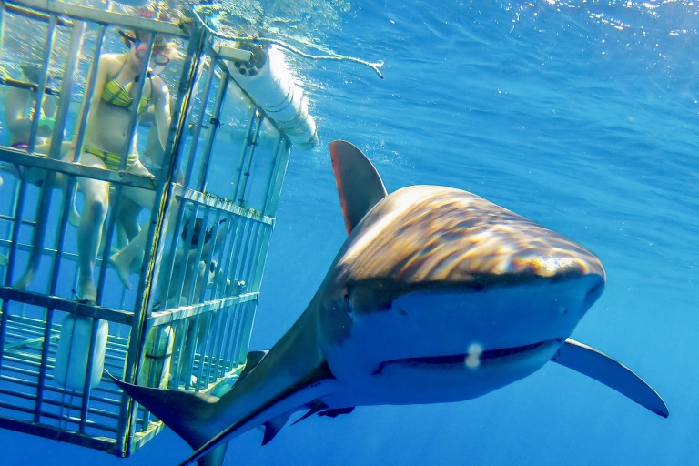 Oahu: ongelooflijke haaienduik van 2 uur aan de noordkust2 uur alleen boot om haaien te kijken in Oahu, geen kooi