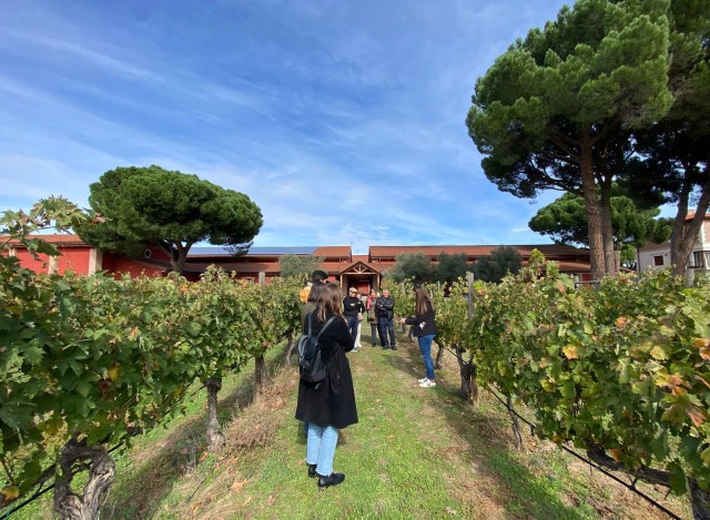 Visit Ruta Ribera del Duero: Tour de vinos de un día completo in Valladolid