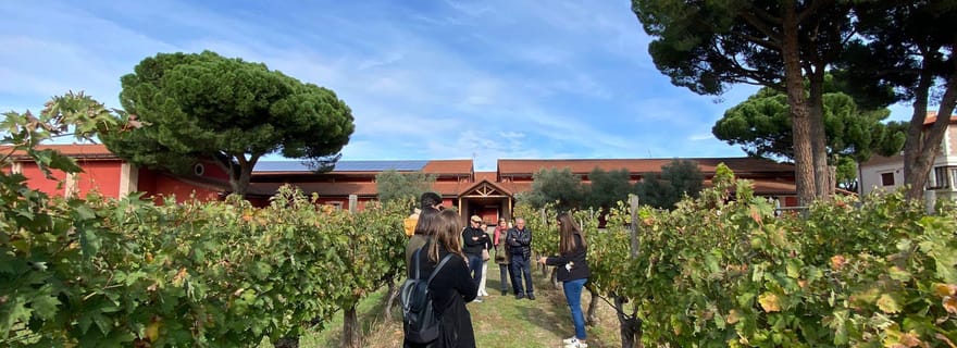 Visite de la Ribera del Duero au départ de Madrid : 2 caves avec transfert