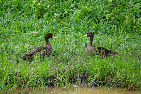 Uganda: 8-Day Wildlife, Gorilla and Chimp Trekking Safari