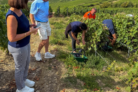 Reims Half-Day Tour: 2 Champagne Producers with 6 Wine Tastings Reims Half-Day Tour: 2 Champagne Producers with 6 Food Tastings