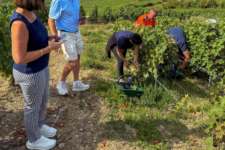 Reims Half-Day Tour: 2 Champagne Producers with 6 Wine Tastings Reims Half-Day Tour: 2 Champagne Producers with 6 Food Tastings
