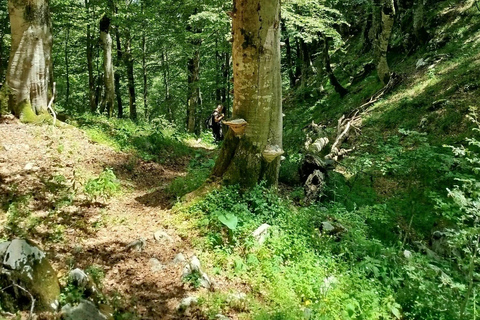 Pescasseroli from above: Great Maple Tree Guided Hike
