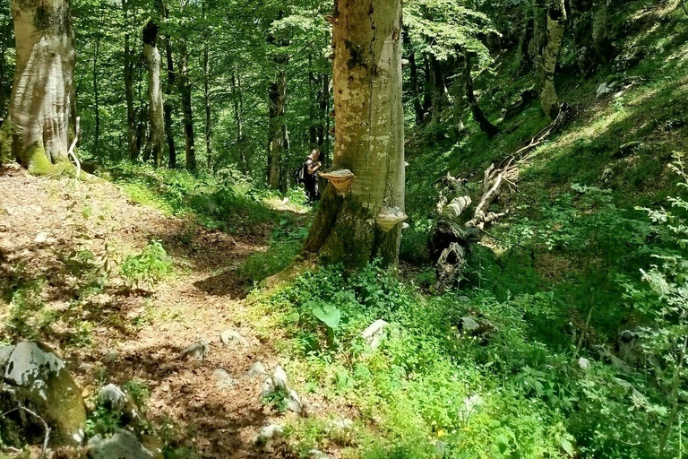 Pescasseroli from above: Great Maple Tree Guided Hike