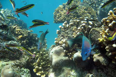 Half Day Guided Snorkel Tour in Los Cabos