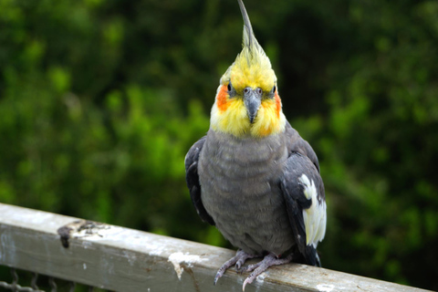 Santiago : Parc du Tricao, Isla Negra et maison de Pablo NerudaLieu de rendez-vous Plaza de Armas