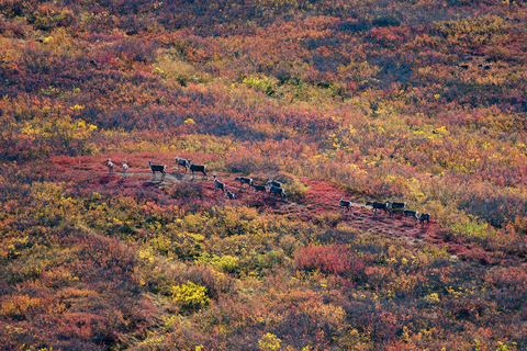 Wild Alaska: Denali Highway Scenic Journey from Fairbanks