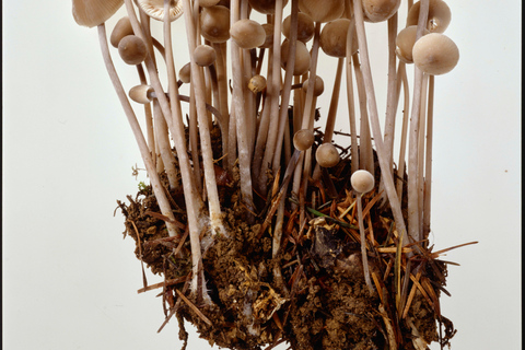 ETH Zurich Tour: Trace Search