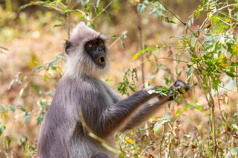 From Galle: Udawalawe National Park Elephant Safari