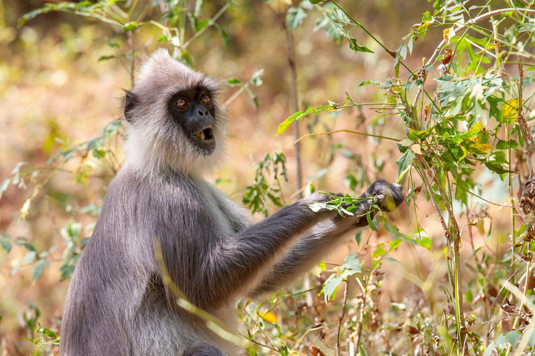 From Galle: Udawalawe National Park Elephant Safari