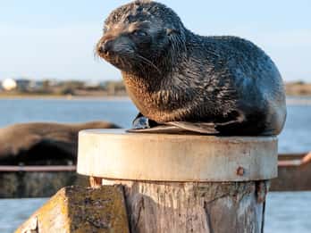 Von Goolwa aus: Murray Mouth Cruise