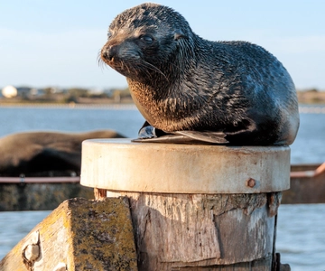 From Goolwa: Murray Mouth Cruise