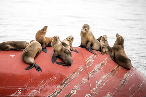 San Pedro: West Harbor LA Dolphin & Whale Watching Cruise