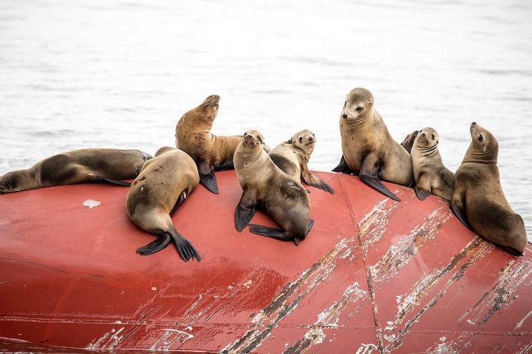 San Pedro: West Harbor LA Dolphin & Whale Watching Cruise