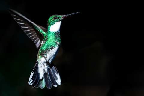 São Paulo: Monte Alegre do Sul Birdwatching Day Trip
