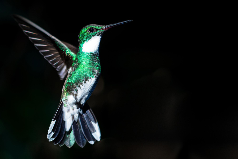 São Paulo: Monte Alegre do Sul Birdwatching Day Trip