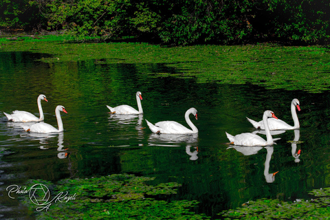 Mantua: Sightseeing Cruise with Guide, Natural Oasis and Water Lift Mantua: Scenic Cruise with Tour Guide, Nature Reserve, and Water Elevator