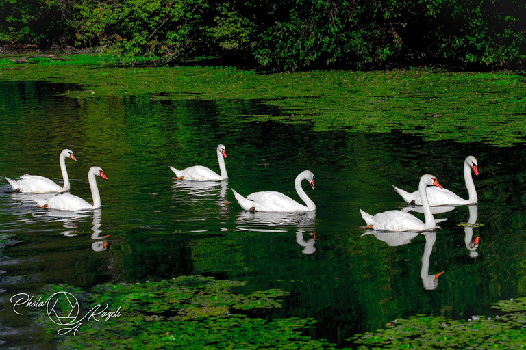 Mantua: Sightseeing Cruise with Guide, Natural Oasis and Water Lift Mantua: Scenic Cruise with Tour Guide, Nature Reserve, and Water Elevator