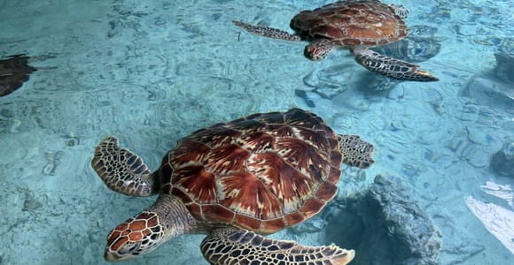 Zanzibar: Jozani forest, Salaam Cave & Swim with Turtles