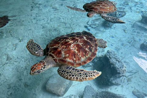 Zanzibar: Jozani forest, Reptile park and Salaam cave tour Private tour with Hotel pick up and drop-off included.