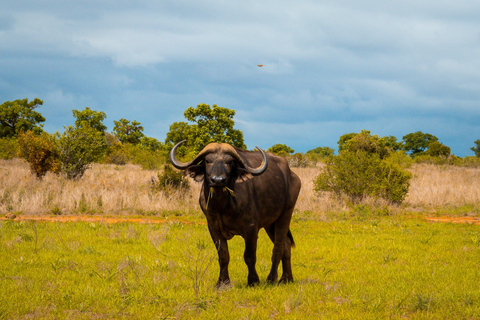 From Diani Beach or Mombasa: 2-Day Tsavo East Safari