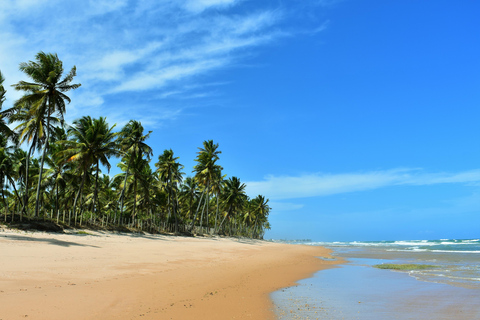 Salvador North Shore: Beach Hopping Tour to Praia do Forte