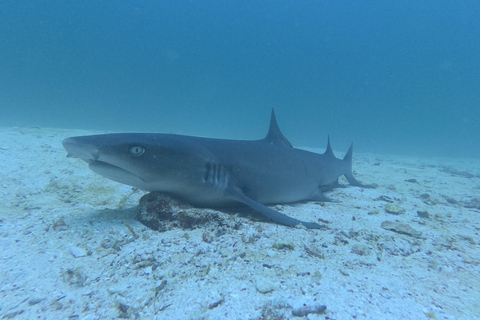 Desde Puerto Ayora: Excursión de un día a Pinzón en Crucero por Galápagos