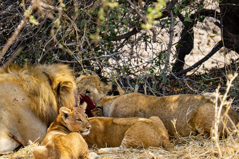 &quot;Nairobi: Parco nazionale, Sheldrick, Centro delle Giraffe e Bomas&quot;